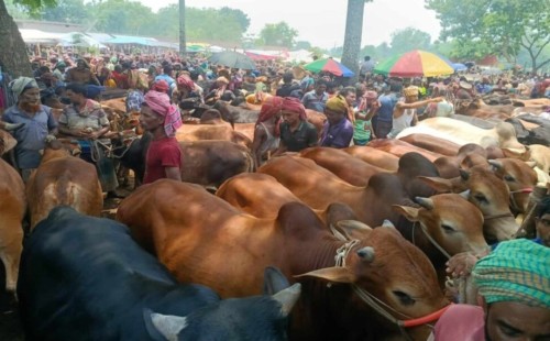 চুয়াডাঙ্গার আলমডাঙ্গা গরুর  হাটে গরু বেশি হলেও ক্রেতার ভিড় কম, দাম বাড়তি 