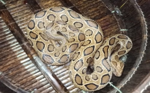 পদ্মা নদী থেকে পাঁচফুট দৈর্ঘ্যের একটি রাসেলস ভাইপার উদ্ধার 