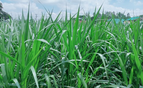 কালাইয়ে নেপিয়ার ঘাস চাষে ঝুঁকছেন কৃষকরা 